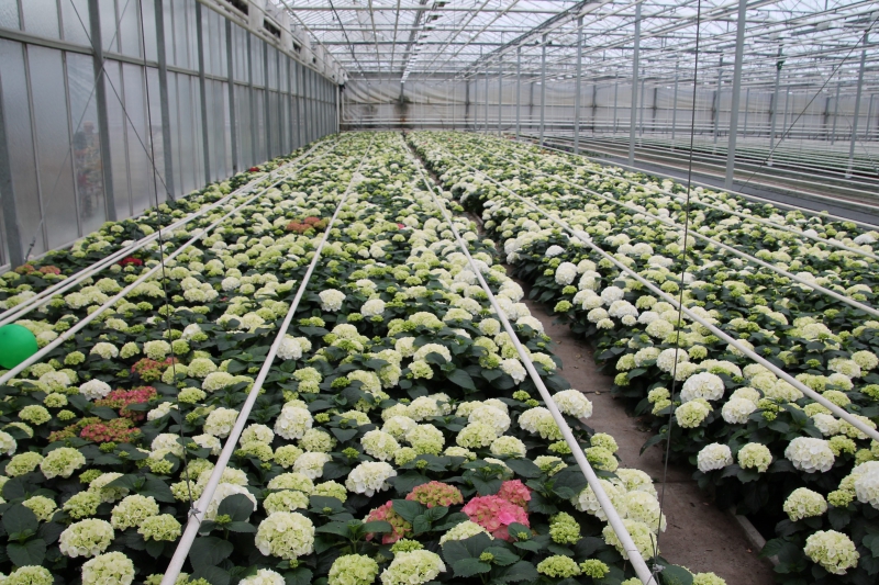 pepiniere-ESCRAGNOLLES-min_nursery-hydrangea-white-flowers-greenhouse-flower-1609210-pxhere.com